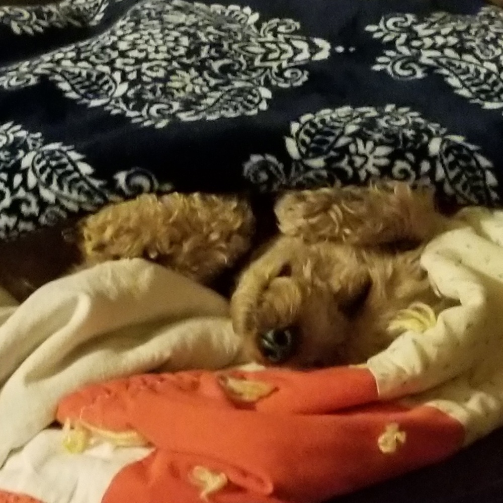 Meet your Posher, Pamela